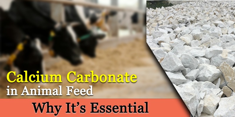 Calcium Carbonate in Animal Feed Essential Benefits Explained